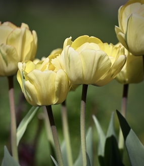 春天黄色郁金香花枝摄影图片